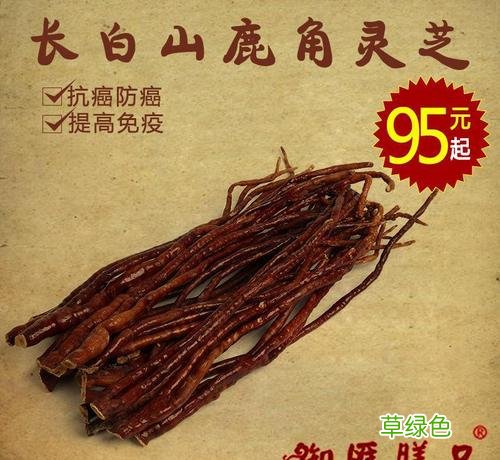 鹿角灵芝的功效与作用吃法 鹿角作用与功效