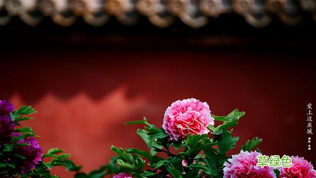 女孩起名：30个易经姿色天然的鼠宝宝名字，满满的都是心动 向槿什么名字