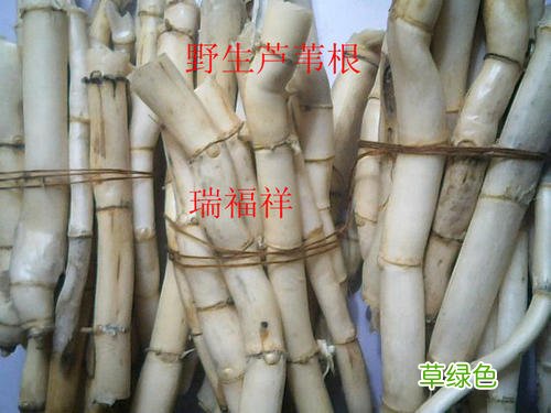 芦柴棒引号的作用 芦柴作用与功效