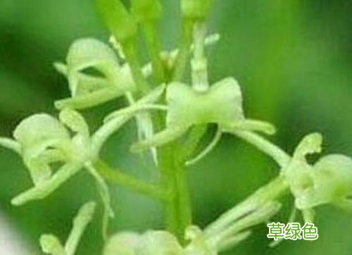 四叶莲的功效与作用 莲芯作用与功效