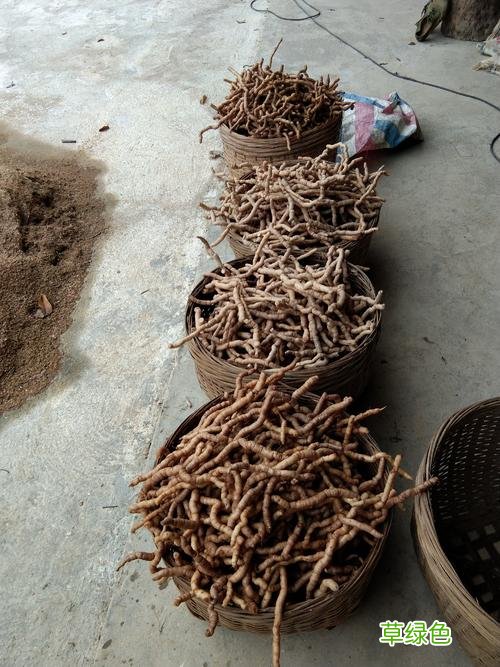 三叶草的功效与作用 巴卓功效与作用
