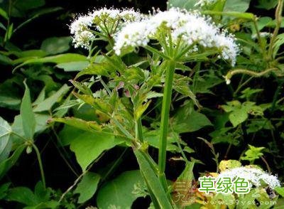 侧柏叶的功效与作用 侧栏功效与作用