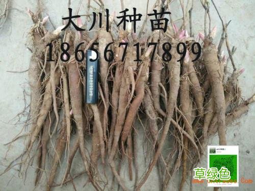 中药赤芍的功效和作用 赤芍作用与功效