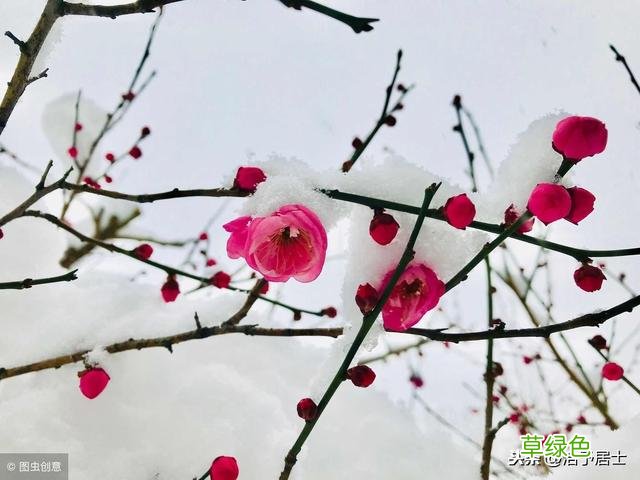 原创：大寒·梅花·雪 名字漫晨