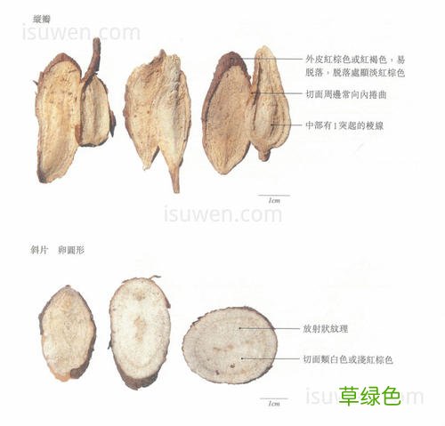 白蔹的功效与作用及禁忌症 白蔹作用与功效