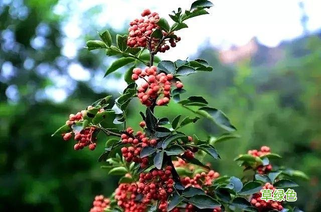 韩城花椒苗批发 韩城花椒今日批发价格