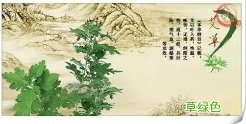 艾草作用和功效 艾叶功效与作用