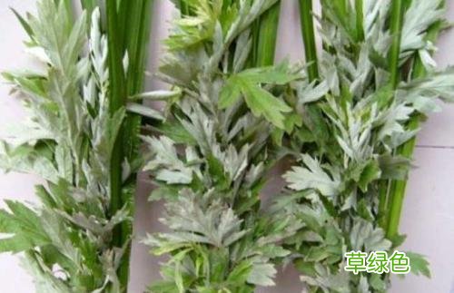 艾草作用和功效 艾叶功效与作用