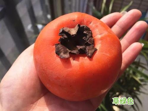 柿子不能和什么一起种 柿子不能和什么一起吃诱发结石