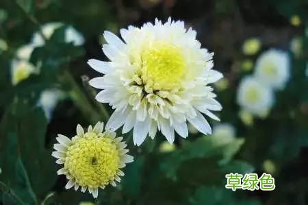 白桔梗的功效 白桔功效与作用