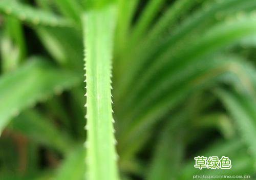 锯棕榈的功效与作用 锯的作用与功效