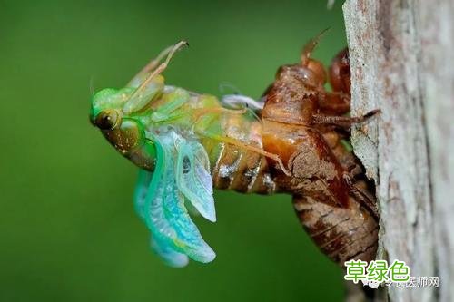 蝉壳的功效与作用的功能与主治 蝉锐功效与作用