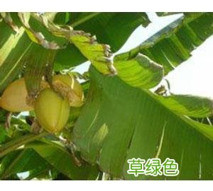 芭蕉功效与作用有什么区别 芭蕉功效与作用