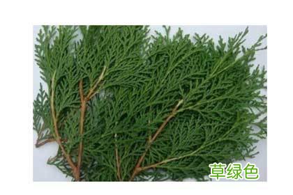 侧柏叶的功效与作用的功能与主治 侧柏功效与作用