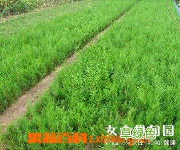 侧柏叶的功效与作用的功能与主治 侧柏功效与作用
