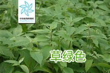 中药川牛膝功效与作用 牛膝作用与功效