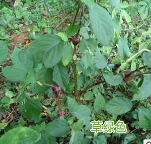 中药川牛膝功效与作用 牛膝作用与功效