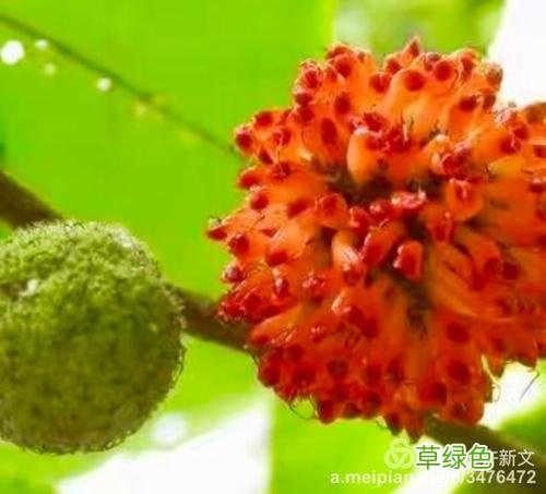 构棘的功效与作用 构果作用与功效