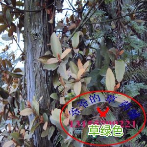 枫树球的功效与作用 枫树作用与功效