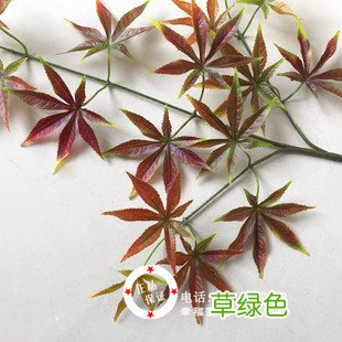 枫树球的功效与作用 枫树作用与功效