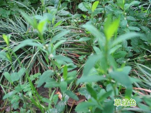 扁柏树的功效与作用 扁旭功效与作用