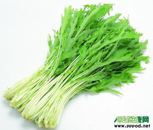 苘麻的功效与作用 苘的作用与功效