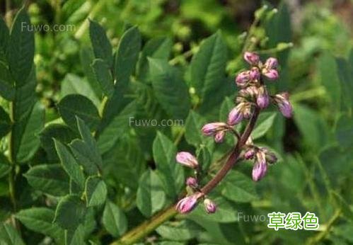 苘麻的功效与作用 苘的作用与功效