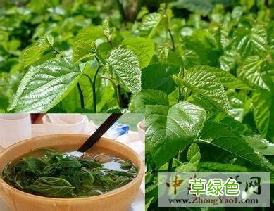 桑抹茶功效与作用 桑汁作用与功效