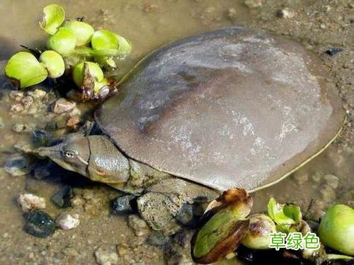 鳖甲的功效与作用 鳖的功效与作用