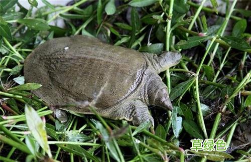 鳖甲的功效与作用 鳖的功效与作用