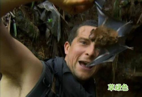 贝爷吃什么保护动物了 贝爷拍节目吃什么