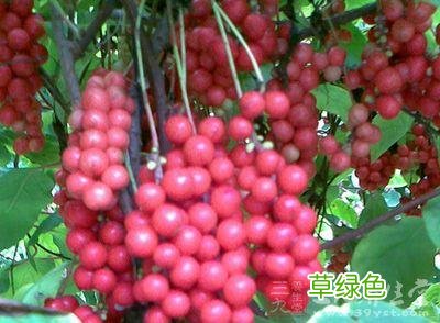中药苦参的功效与作用 凡的作用与功效