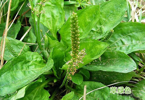 中药苦参的功效与作用 凡的作用与功效