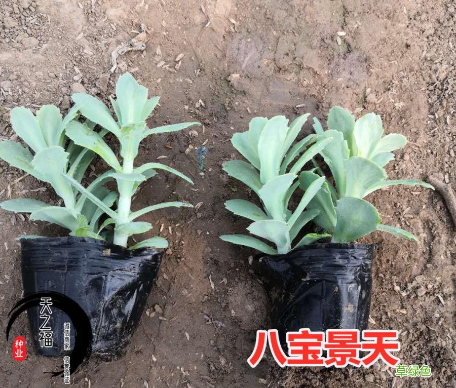 宾客兴宾藏红花种球多少钱一斤