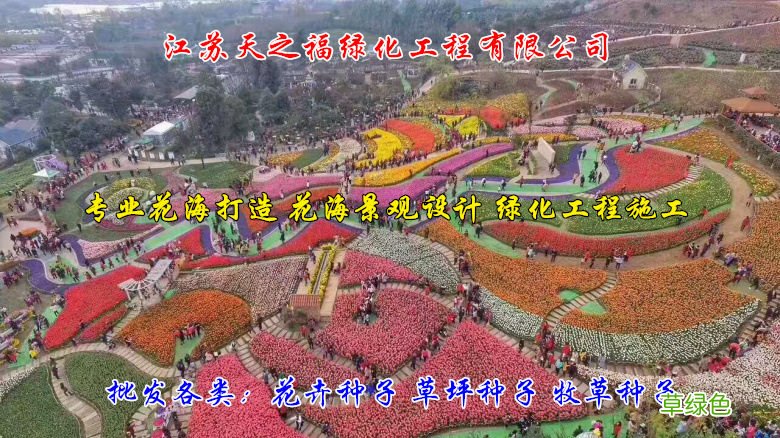 宾客兴宾藏红花种球多少钱一斤