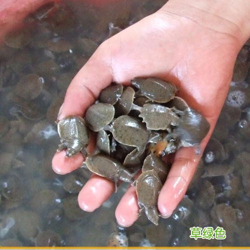 老鳖的功效与作用及禁忌 鳖蛋功效与作用