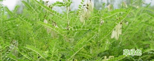 黄芪是什么样的植物图片 黄芪是怎样