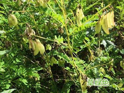 黄芪是什么样的植物图片 黄芪是怎样