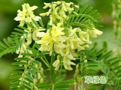 黄芪是什么样的植物图片 黄芪是怎样
