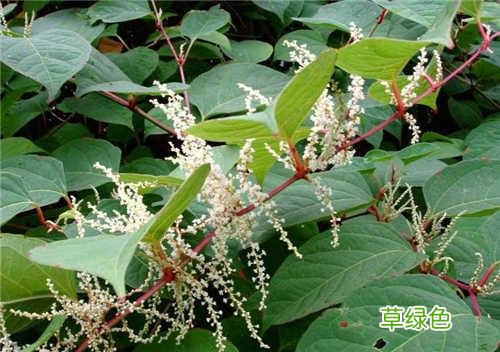 中药虎杖的功效和禁忌 虎杖的功效和禁忌