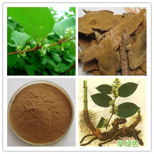 中药虎杖的功效和禁忌 虎杖的功效和禁忌