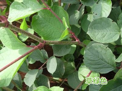 中药虎杖的功效和禁忌 虎杖的功效和禁忌