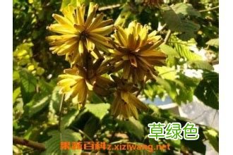 油茶的功效与作用 石苗作用与功效