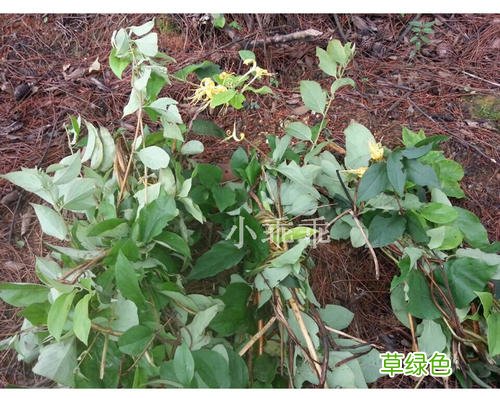 通关藤的功效与作用 冬藤作用与功效