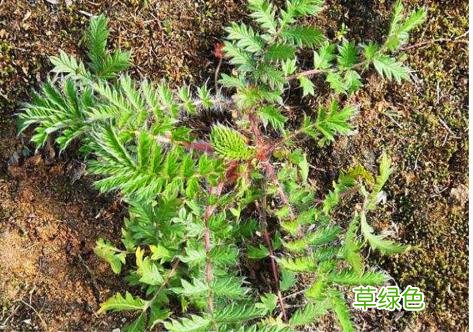 翻背草有什么作用 翻背草的功效和作用