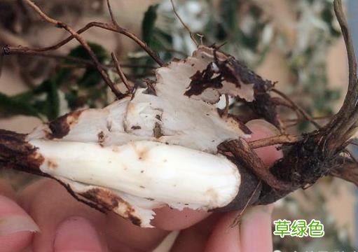 翻背草有什么作用 翻背草的功效和作用