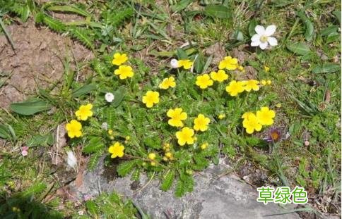 翻背草有什么作用 翻背草的功效和作用