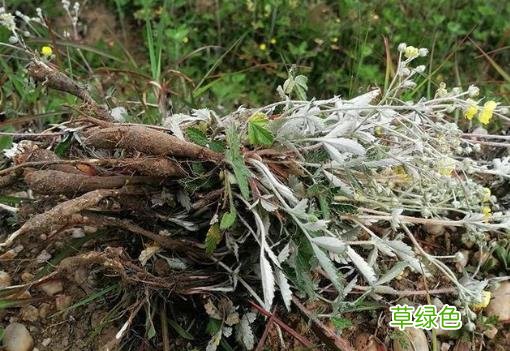 翻背草有什么作用 翻背草的功效和作用