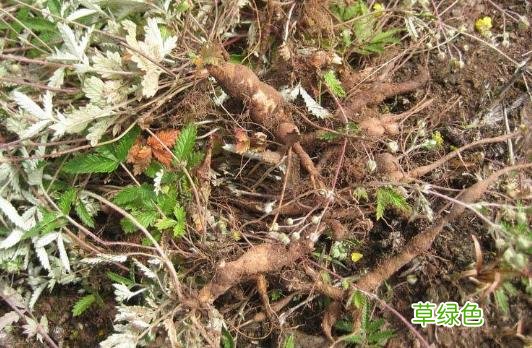 翻背草有什么作用 翻背草的功效和作用