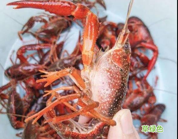 福寿螺 小龙虾